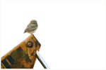 Little Owl perched on a Digger 