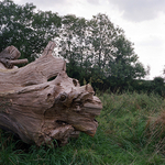 Tree Trunk, East Harling