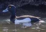 Tufted Duck