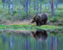 Brown Bear reflection at Martinselkonen