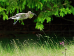 Curlew about to land, Scotland