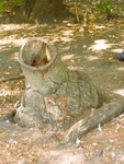 Funnel Treestump, St James's Park