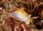 Okenia elegans
