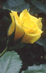 Rose H.T. 