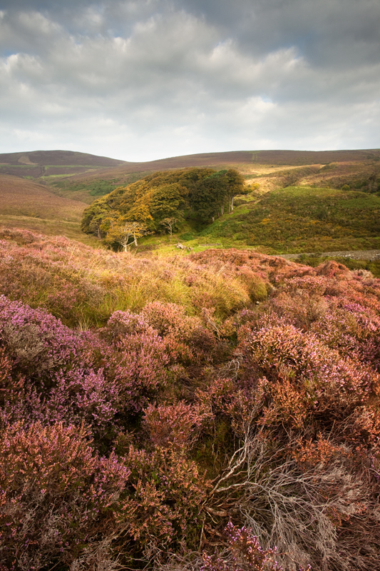Heather in the Dale