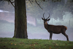 Red Deer