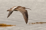 Curlew in flight