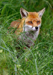 Red Fox