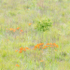 BUTTERFLY MILKWEED, 2017 - NORFOLK COUNTY