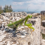 Praying Mantis adult ♀(Mantis religiosa)