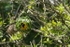 Southern Masked Weaver - SA