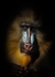 Mandrill-RLP_9837a