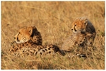 Duma and Cub
