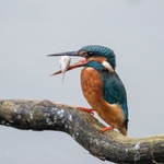 British Birds (square format) portfolio
