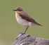 Northern Wheatear