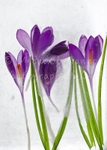 Crocus