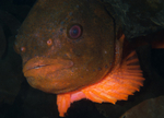 Cyclopterus lumpus