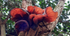Jelly Ear