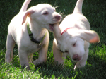 Puppy Play