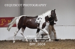 BPP_2604