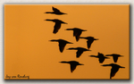 Cape Cormorant