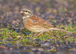 Cirl Bunting 1