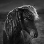 Pony Portrait
