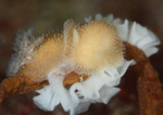 Acanthodoris pilosa