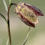 Mountain fritillary (Fritillaria montana ) 