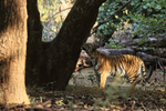 Tigress checks tree for scent, Bandhavgarh, Madhyra Pradesh, India