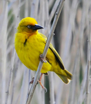 Cape Weaver male