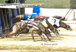 Greyhound 2