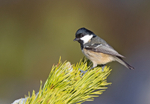 Coal Tit - Periparus ater