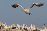 Cape Gannet landing at colony