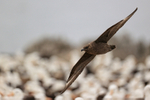 Brown Skua overflies Black-browed Albatross colony, Steeple Jason