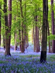 Bluebells & Gap