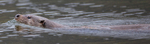 OTTER, ISLE OF MULL, SCOTLAND