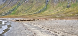 Walruses