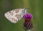 Marbled White