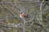 Brambling