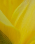 Daffodil
