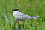 Arctic Tern