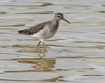 Wood Sandpiper.