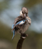 Striped Kingfisher
