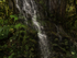 Cedar Tree and Waterfall