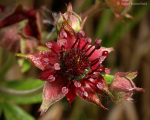 Marsh Cinquefoil