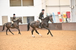 Class 22 - BSHA Ridden Hack & Riding Horse portfolio