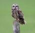 Short Eared Owl