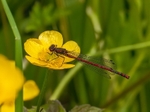Large Red Damselfly