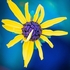 GL-09-Orange Cornflower